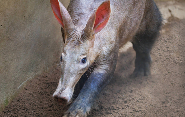 Aardvark