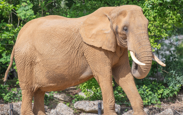 African elephant