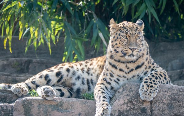 Amur leopard