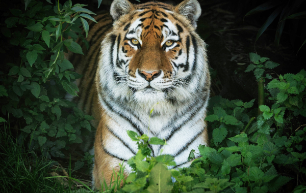 Amur tiger