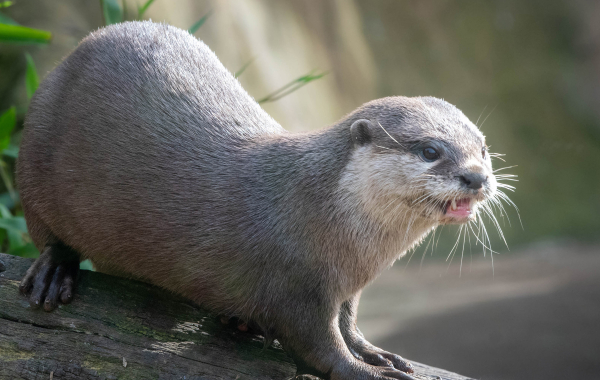Asian short-clawed otter