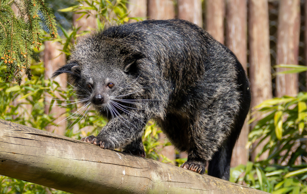 Binturong