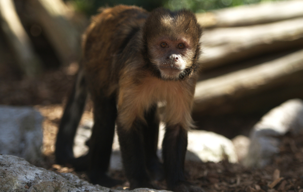 Buff-headed capuchin