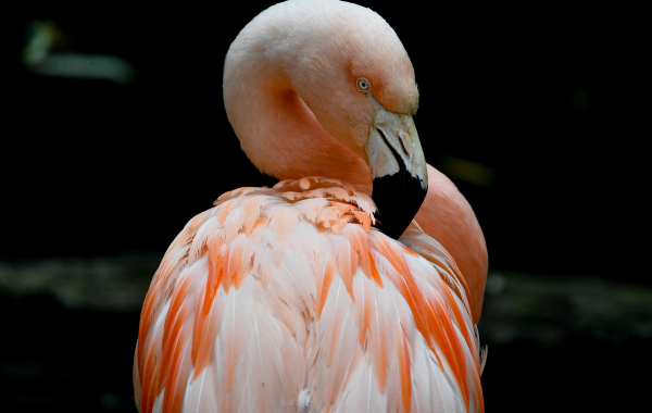 Chilean flamingo