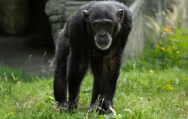 Chimpanzee