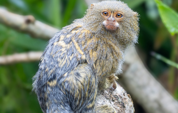 Pygmy marmoset