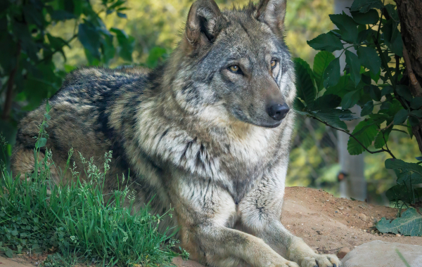 Eurasian grey wolf