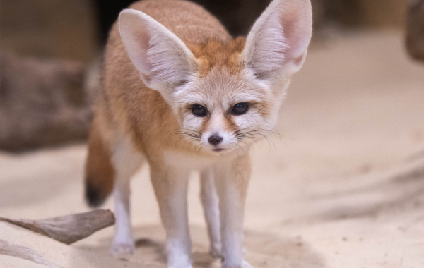 Fennec fox