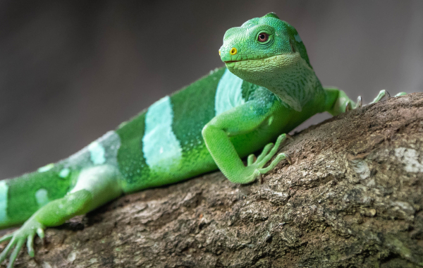 Fiji banded iguana