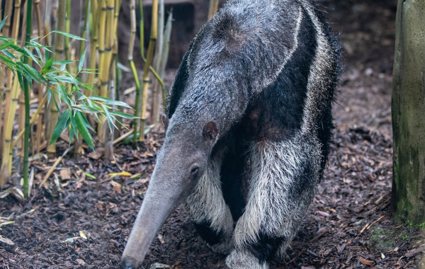 Giant anteater