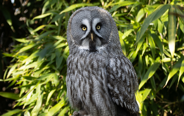 Great grey owl