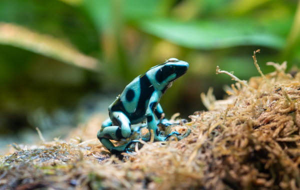 Poison dart frog