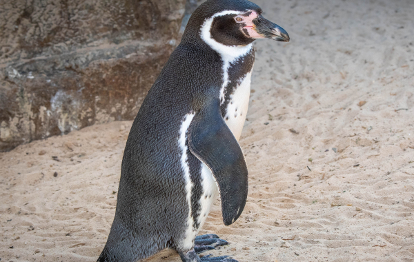 Humboldt penguin
