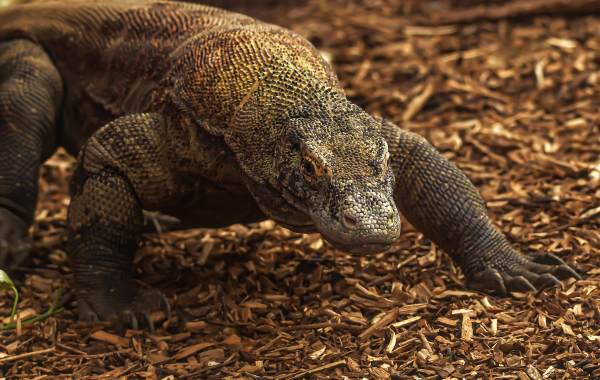 Komodo dragon