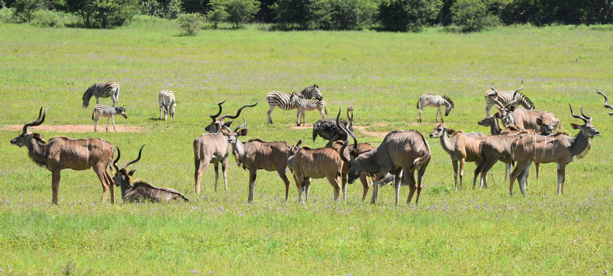 Animals at UmPhafa Nature Reserve