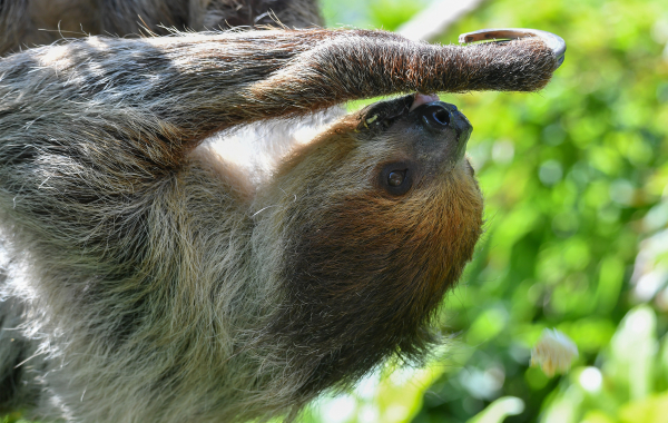 Linne's two-toed sloth