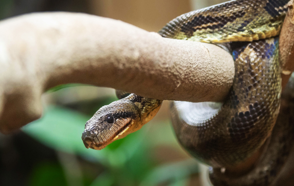 Madagascar tree boa