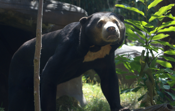Malayan sun bear