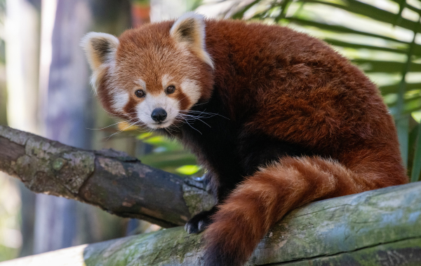Red panda