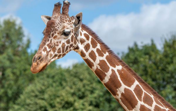 Reticulated giraffe