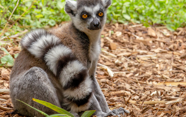 Ring-tailed lemur