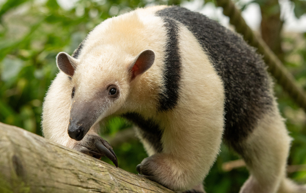 Southern tamandua