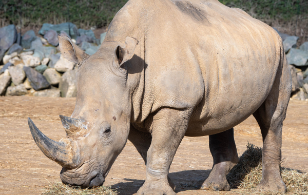 Southern white rhino