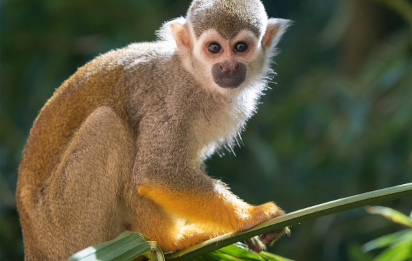 Squirrel monkey