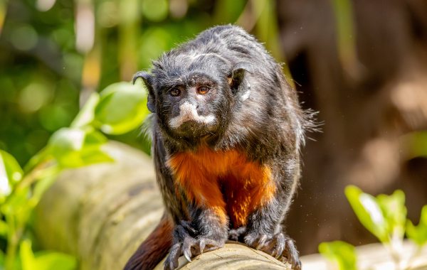 White-lipped tamarin