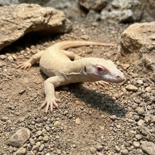 Albino Komodo dragon hatchling in its enclosure